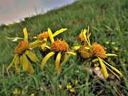 24 Jacobaea vulgaris (Senecione di S. Giacomo) grondante d'acqua e disfatto dalle forti piogge 